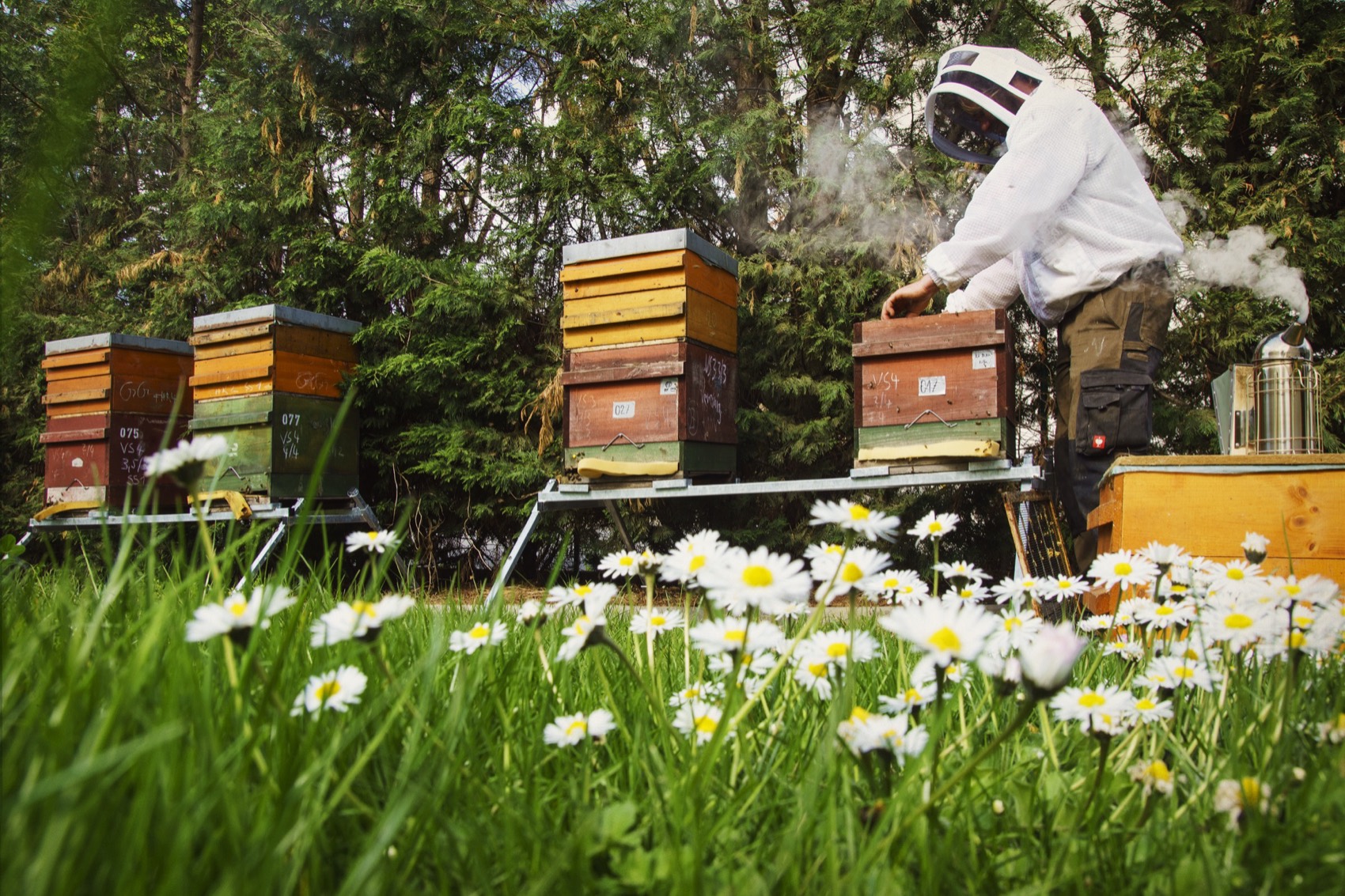 Bienenstand auf einer blühenden Wiese